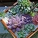 5 PCS Artificial Succulent Plants Unpotted in Flocked Fake Realistic Succulents for Home Gardern Diy Decoration