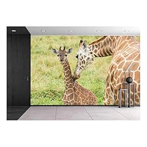 a Mother Giraffe Bathes Her Baby - Removable Wall Mural | Self-Adhesive Large Wallpaper - 66x96 inches