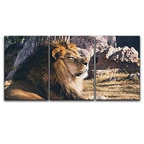 3 Panel Canvas Wall Art - A Lion Lying in The Wild - Giclee Print Gallery Wrap Modern Home Art Ready to Hang - 16"x24" x 3 Panels