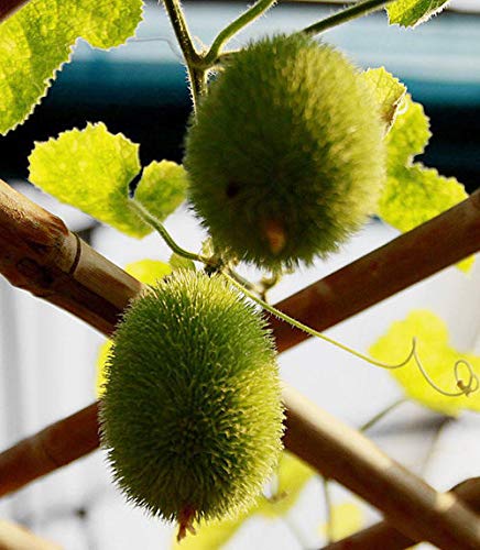 Portal Cool Los pepinos Decorativos de Semillas Semillas Cucumis ...