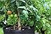 Smart Pots 10-Gallon Smart Pot Soft-Sided Container, Black