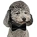 YOY Handcrafted Adorable Pet Bow Ties - 6-Pack Adjustable Neck Tie 10