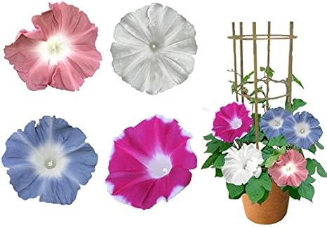 Amazon ハッピーガーデン 朝顔市の朝顔 4色植え 珍しい団十郎入り 行灯仕立て B 6号 鉢植え 花 ギフト 観葉植物 オンライン通販