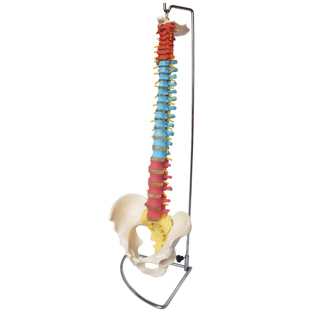 66fit Anatomical Human Flexible Verterbral Column With Pelvis (Coloured) - Anatomical Model Medical Teaching Training Aid