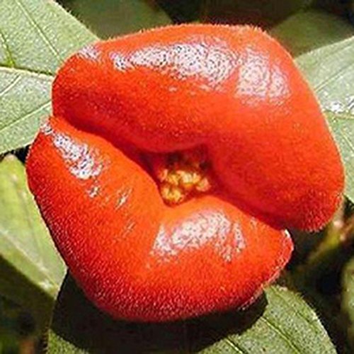 50 Pcs Blazing Red Lips Flower Seeds Psychotria Elata Flower Seed Garden Plant - Thumbnail 4