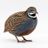 Undique Button Quail Eggs for Hatching - Chinese and King Button Quail, Silver, Dark V, hens Choice Mix (12, Button)