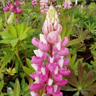 Lupine 'Schlossfrau' - Lupinus Hybride 'Schlossfrau' - Beetstaude