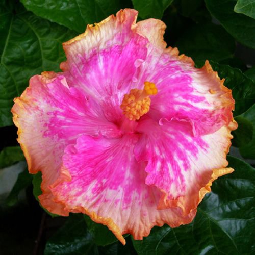 10+ dinnerplate hibiscus/ spicy sunset/ perennial flowe…