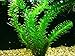 HOT! Anacharis Elodea Densa Tropical Live Aquarium Plants Aquatic Pond Bundle Stems