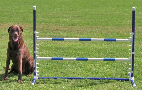 Affordable Agility Blue Competition Adjustable Jump
