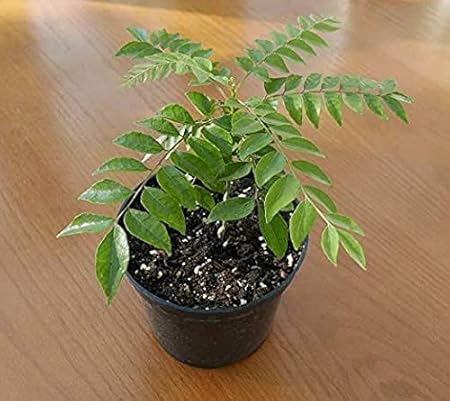 EaglesFord Curry Leaf Live Plant Pot Not Included-Polythene Bag