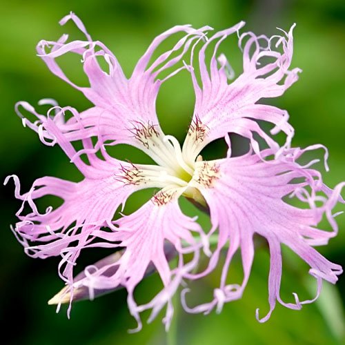 500 Flower Seeds, Fringed Pinks (Dianthus superbus) Seeds By Seed Needs