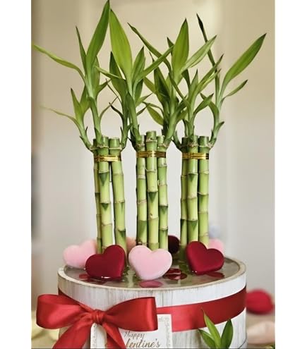 money tree genetics Buy Money Tree Braided - Good Luck Tree main image 0