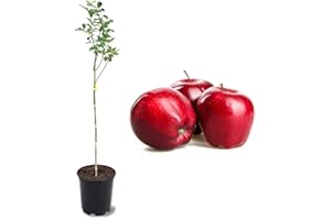 American Plant Exchange Live Red Delicious Apple Tree with Fruits, Fruit-Bearing Plant Pot for Harvest and Home and Garden Decor, 2-3' Tall, 1-Gallon Pot