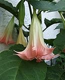 Indian Pink Angel Trumpet 5 Seeds - Brugmansia-Tropical