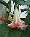 9GreenBox - Indian Pink Angel Trumpet - 5 Seeds