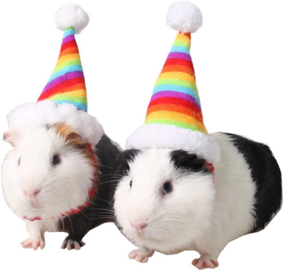 kitten and guinea pig