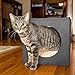 Cat Condo Pet Cube (15x15x15) – Cat House Pet Bed Hideaway for Your Kitty's Privacy and Entertainment! Durable, Washable, Easy to Clean & Non-Toxic Cat Bed – Large 8.5” Entry with Easy Carry Handle!