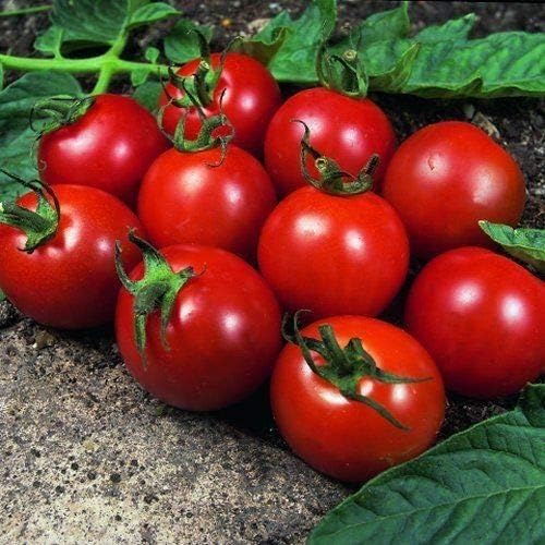 CROSO HIGH Germination Seeds ONLY NOT Plants: Vegetable Tomato Alicante 150 Finest Premier Direct New UK Seller