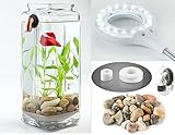 [Newest Version] NoClean Aquariums New GravityFlow Self-Cleaning Glass Betta Aquarium Starter Kit with Polished Stones and IllumaFlex White LED - The Original Self-Cleaning Aquarium! [2nd Generation]
