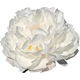 Gardenia Double White Peony Bulbs - One of The Finest and Strongest White Peonies, 3-5 Eyes, Live Peony Plants for Planting Outdoors, Perfect Peony Flowers Plant