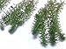 New Anacharis Egeria Elodea Densa Tropical Live Aquarium Aquatic Plant BUY2 +1 Free