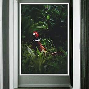 signwin Framed Canvas Wall Art Single Bird Birds...