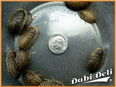 Dubia Roaches: Extra Large (1.25") - 218 grams (average count 200)