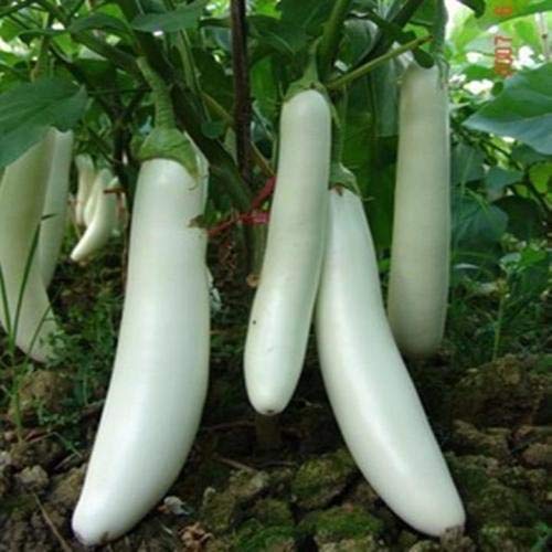 HONIC 100 Unidades Mezcla de Verduras Berenjena, Plantas en ...