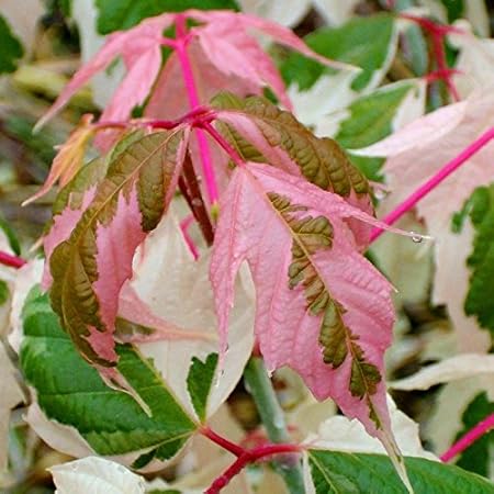 Amazon Com Flamingo Boxelder Maple 2 Year Live Plant Garden