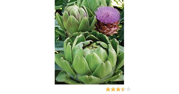Alcachofa