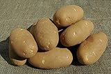SEED POTATOES - 1 lb. Russet Nugget * Organic Grown * Non GMO * Virus & Chemical Free * Ready for Spring Planting *