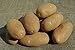 SEED POTATOES - 1 lb. Russet Nugget * Organic Grown * Non GMO * Virus & Chemical Free * Ready for Spring Planting *