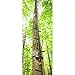 Guide Gear 20' Climbing Sticks primary
