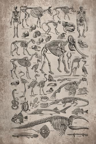 Paleontology 2026 Planner Weekly and Monthly with Skeleton: Minimalist Calendar Organizers, goal, to do list