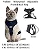 Dexil Luxury Cat Harness Padded and Water Resistant (Black S-M)