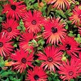 Outsidepride Red Ice Plant Seeds - 5000 seeds
