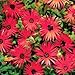 Outsidepride Red Ice Plant Seeds - 5000 seeds