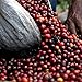 Organic French Roast Dark Roast Coffee Ground 5lb