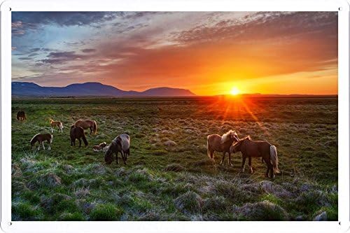Tin Poster Sign 8"x12" - Iceland Landscape Sunset Foals Horses 59861 Produced by Petpetpet