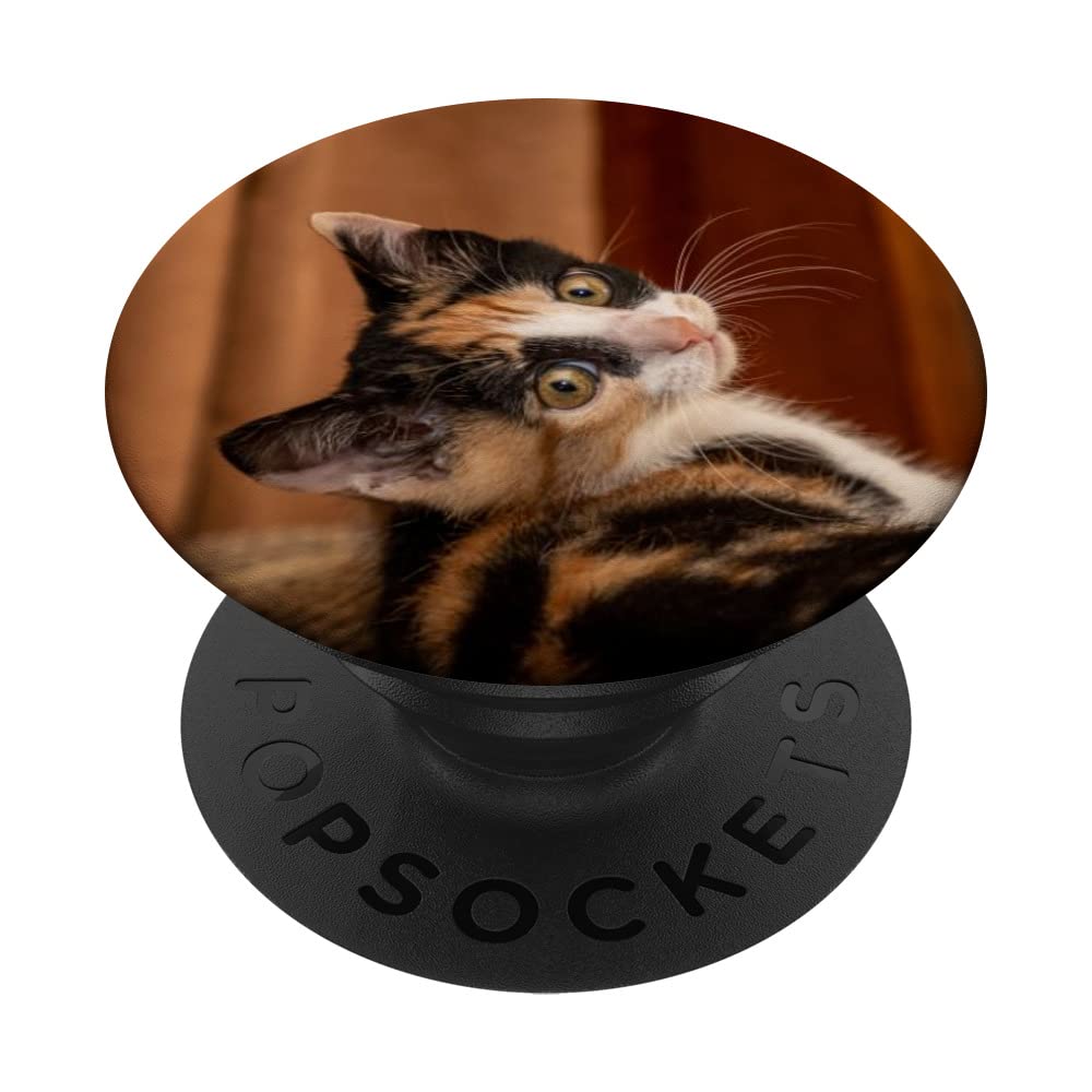 Tortoiseshell Cat PopSockets Swappable PopGrip