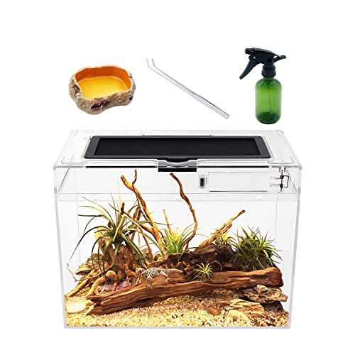 Reptile Growth Mini Reptile Terrarium
