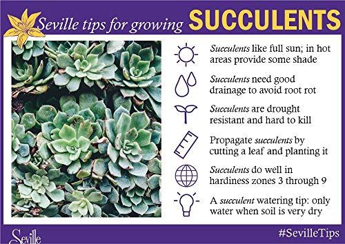 6 Seville+Farms+SUC008+Succulent+Plant