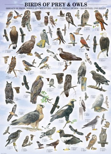 EuroGraphics Birds of Prey and Owls Puzzle (1000-Piece)