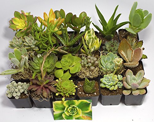 Live 2-Inch Succulent Plants Variety Pack - Set of Tiny and Vibrant Mini Succulents - Perfect for Home Decor, Terrariums, and Gifts - Easy-to-Care-for Living Houseplants