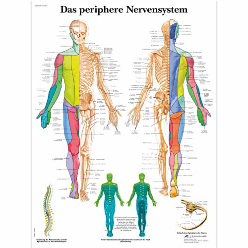 3B Scientific – Laminated Human Skeleton Chart – UV & Dust-Protected Anatomy Poster for Study, Teaching & Clinics