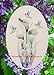 Lily & Hummingbirds Oval Etched Window Decal Vinyl Glass Cling - 8