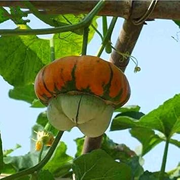 HONIC 10pcs Chino Fulu Calabaza Bonsai Planta vehículo Calabaza ...