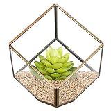 HOMEIDEAS Modern Geometric Terrarium Metal Faceted Tabletop Succulent Plants Holder Glass Air Plant Holder 6 x 6 x 10 Inches(Brass)