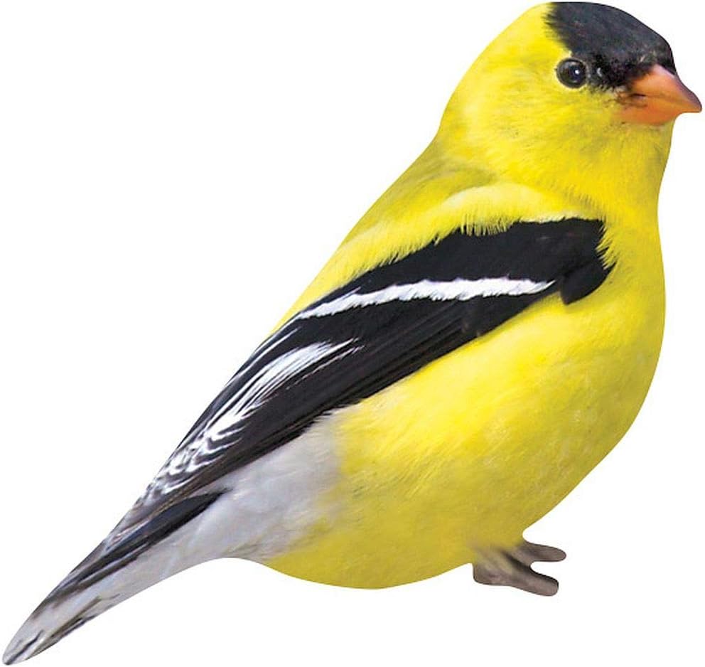 Which Is The Best Birds Magnets For Refrigerator